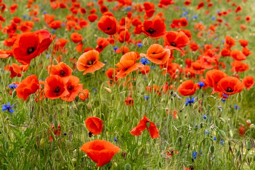 Rolf Fischer, Klatschmohn und Kornblumen auf der Wiese (Blüten, Blumen, Mohnblumen, Blumenwiese, Kornblumen, Natur, Wunschgröße, Fotokunst, Nahaufnahme, Sommer, Esszimmer, Treppenhaus)