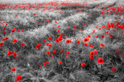 Rolf Fischer, Klatschmohn im Getreidefeld (Blüten, Blumen, Mohnblumen, Ähren,Kornfeld, Color spot, Natur, Wunschgröße, Fotokunst, Nahaufnahme, Esszimmer, Wohnzimmer, Treppenhaus, schwarz/weiß/rot)