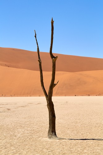 Peter Hillert, Deadvlei (Sandmeer, Namibia, Afrika, Wüste, Sanddüne, Toter Baum, Lanschaft, Fotografie, Wohnzimmer, Treppenhaus, Wunschgröße, bunt)