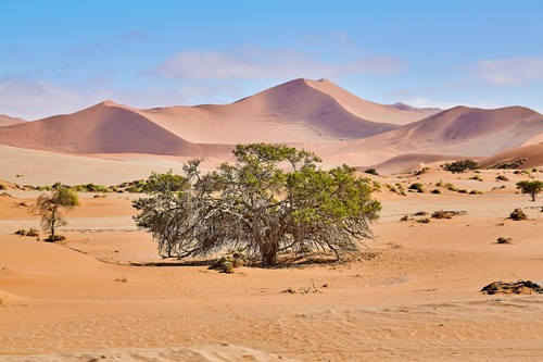 Peter Hillert, Namib Sandsea (Sandmeer, Namibia, Afrika, Wüste, Sanddüne, Bäume, Landschaft, Fotografie, Wohnzimmer, Treppenhaus, Wunschgröße, bunt)