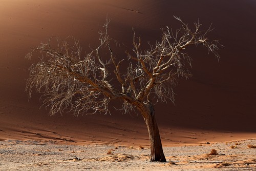 Peter Hillert, Old Tree (Sandmeer, Namibia, Afrika, Wüste, Sanddüne, Baum, Landschaft, Fotografie, Wohnzimmer, Treppenhaus, Wunschgröße, bunt)