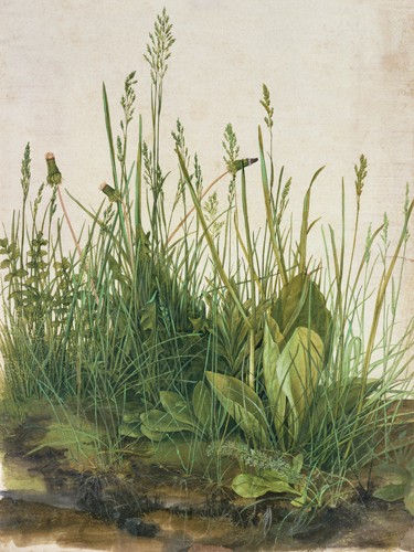 Albrecht Dürer, Das große Rasenstück (Natur, Gräser, Rasen, großes Rasenstück, Blätter, Botanik, Naturgetreu, Treppenhaus, Wohnzimmer, Renaissance, Malerei, bunt)