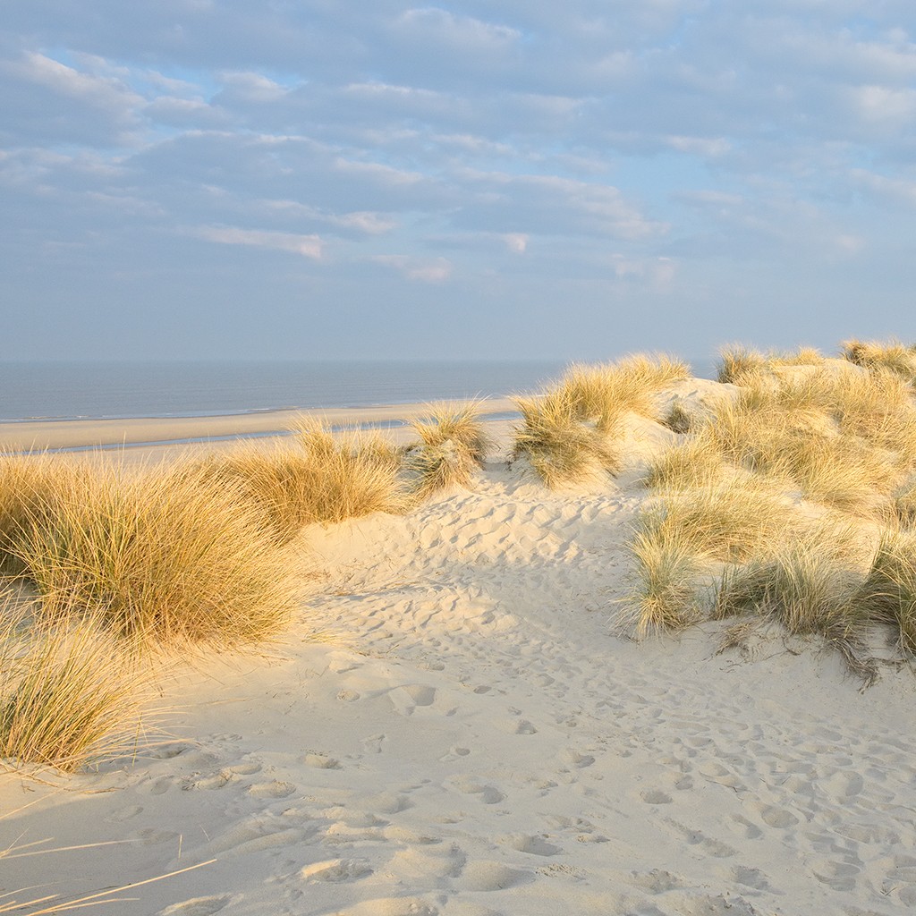 Georges-Félix Cohen, Les Dunes V (Meeresbrise, Meer, Düne, Dünengras, Ruhe, Strand, Sand,    Urlaub, Erholung, Badezimmer, Treppenhaus, Arztpraxis, Wunschgröße, Fotografie, bunt)