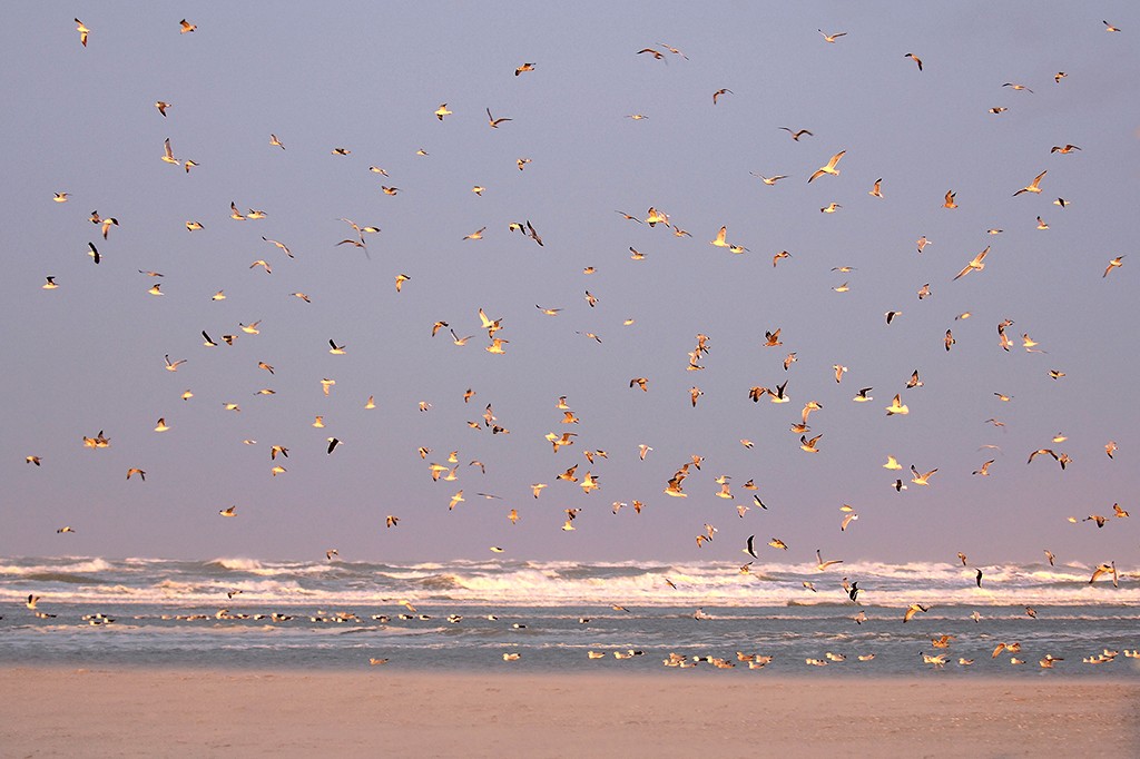 Georges-Félix Cohen, Birds (Meeresbrise, Meer, Möwen, Vogelschwarm, Wellen, Strand, Sand, Horizont, Urlaub, Erholung, Badezimmer, Treppenhaus, Arztpraxis, Wunschgröße, Fotografie, bunt)