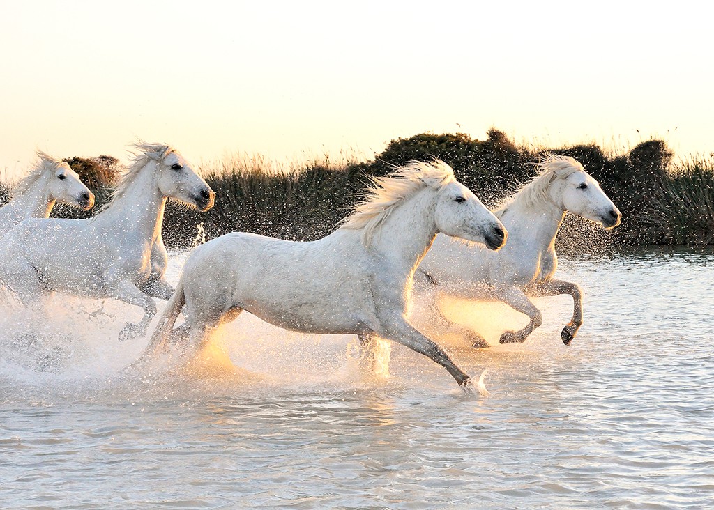 Georges-Félix Cohen, Horses (Meeresbrise, Meer, Pferde, Camargue, Schimmel, Wildpferde, Freiheit, Galopp, Strand, Badezimmer, Treppenhaus, Arztpraxis, Wunschgröße, Fotografie, bunt)