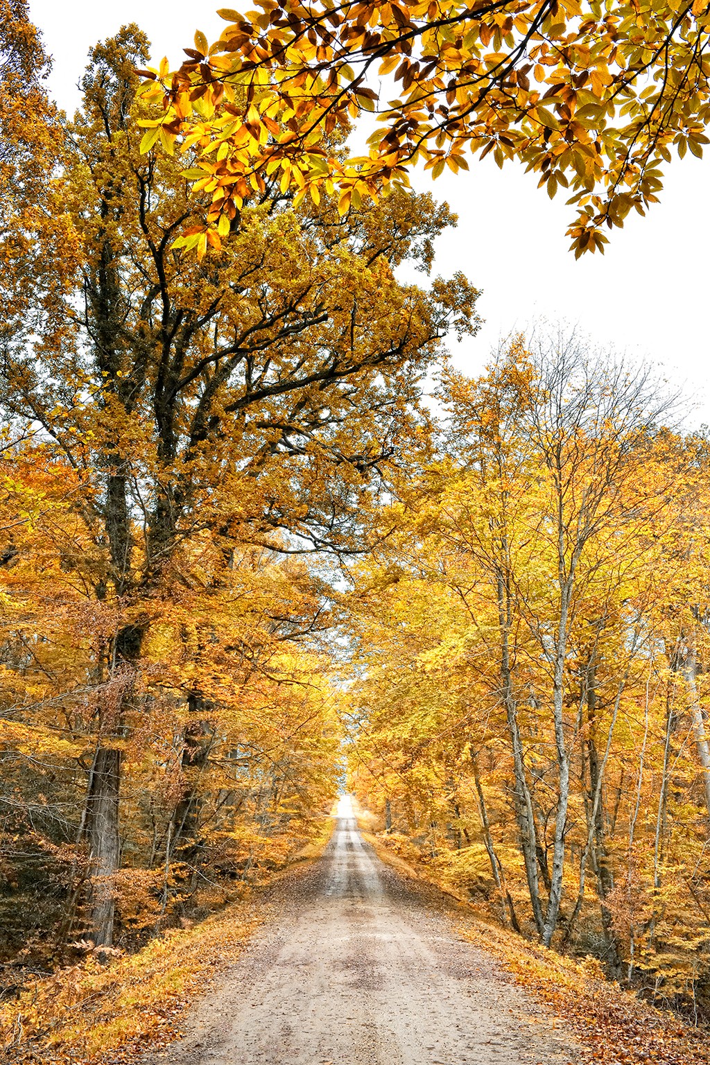 Georges-Félix Cohen, Promenade (Allee, Weg, Bäume, Herbst, Herbstlaub, Einsamkeit, Natur, Treppenhaus, Wunschgröße, Fotografie, bunt)