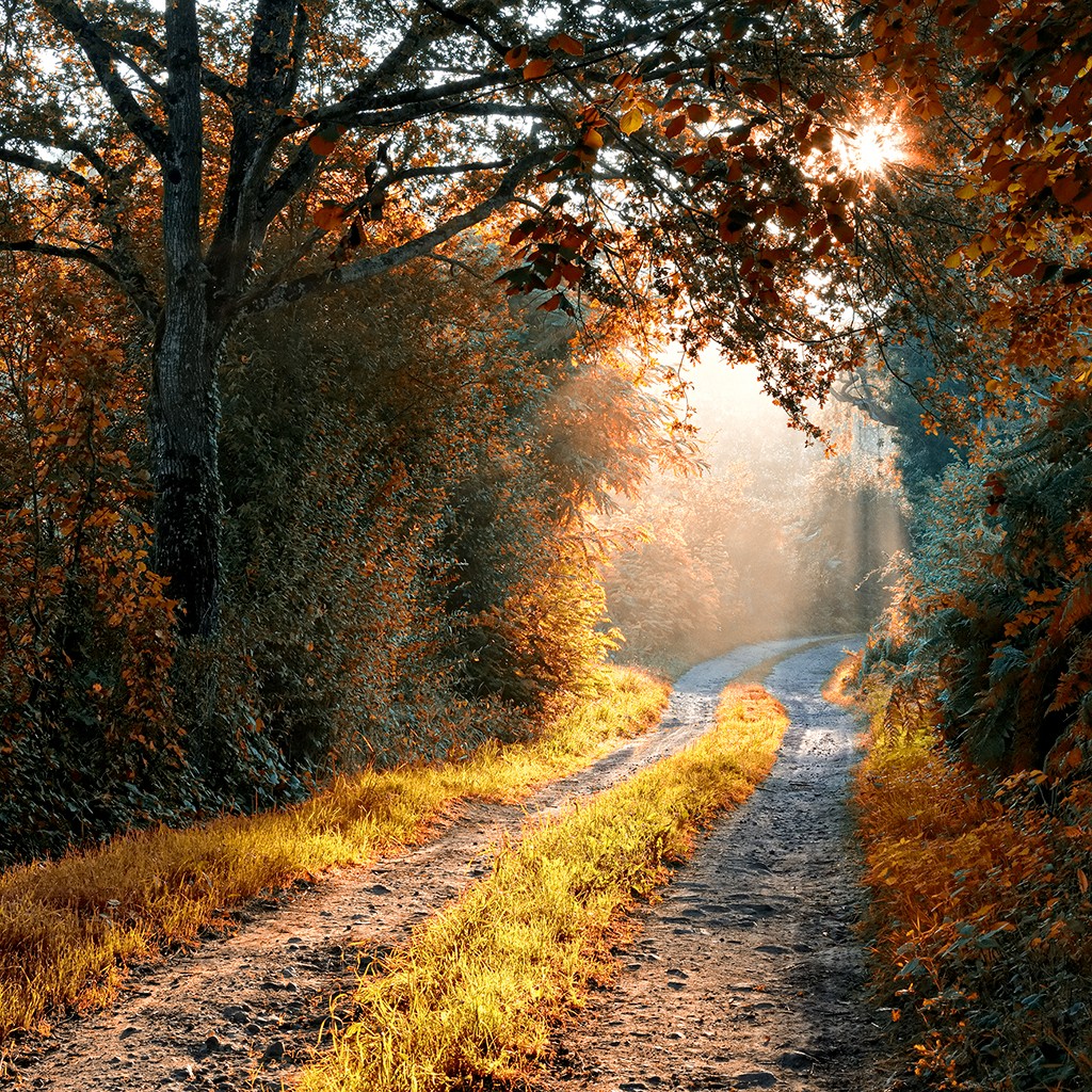 Georges-Félix Cohen, Sunray (Wald, Weg, Bäume, Herbst, Herbstlaub, Sonnenstrahlen, Einsamkeit, Natur, Treppenhaus, Wunschgröße, Fotografie, bunt)