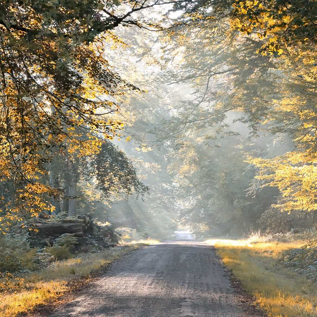 Georges-Félix Cohen, Magic light (Wald, Weg, Bäume, Herbst, Herbstlaub, Dunst, Sonnenstrahlen, Einsamkeit, Natur, Treppenhaus, Wunschgröße, Fotografie, bunt)