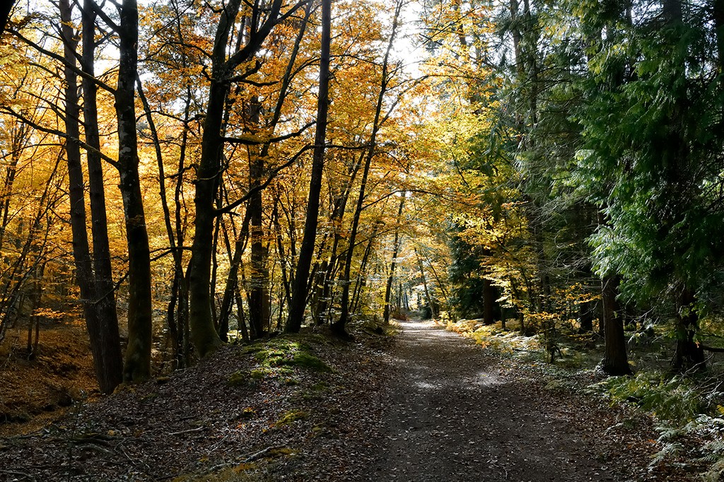 Georges-Félix Cohen, Silcence (Wald, Weg, Bäume, Herbst, Herbstlaub, Stille, Einsamkeit, Natur, Treppenhaus, Wunschgröße, Fotografie, bunt)