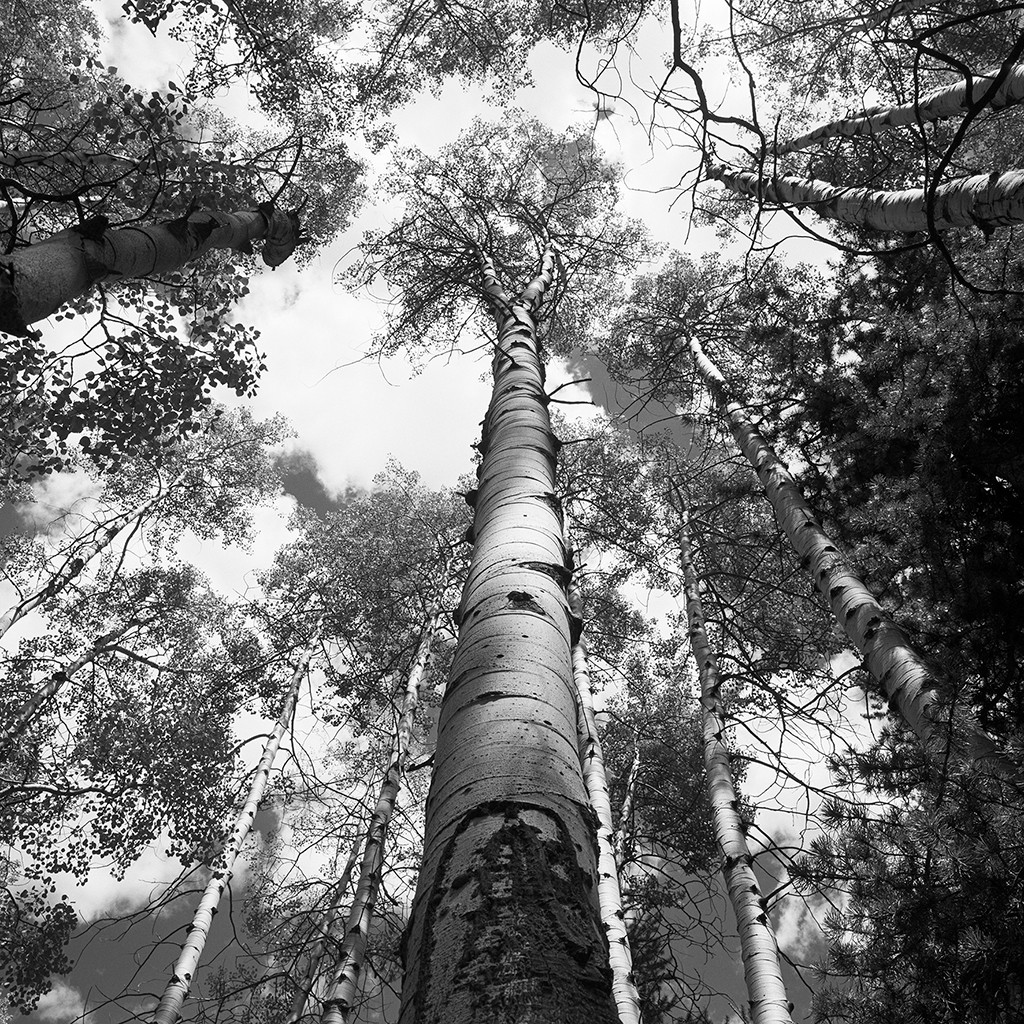 Dave Butcher, Colorado St-Elmo Aspens (Wunschgröße, Bäume, Natur, Birken, Perspektive, Untersicht, Fotokunst, Treppenhaus, Wohnzimmer, Schlafzimmer, schwarz/weiß)