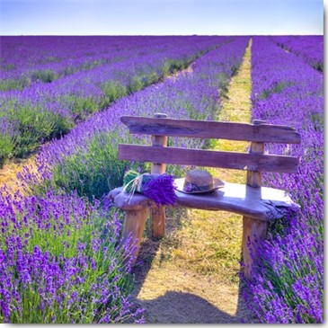 Assaf Frank, Confidence (Wunschgröße, Fotografie, Landschaft, Natur, Lavendel, Lavendelfelder, Bank, Strohhut, Horizont, Einsamkeit, Entspannung, Frankreich, Südfrankreich, Arztpraxis, Wohnzimmer, Treppenhaus, Schlafzimmer, bunt)