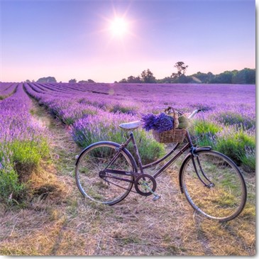 Assaf Frank, Perception (Fotografie, Landschaft, Natur, Lavendel, Lavendelfelder, Fahrrad, Fahradkorb, Blumen, Sonne, Himmel, Einsamkeit, Entspannung, Frankreich, Südfrankreich, Arztpraxis, Wohnzimmer, Treppenhaus, Schlafzimmer, bunt)