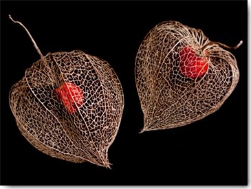 Matthias Weber, Lantern Hearts (Früchte, Physalis, Hülle,  Vergänglichkeit, Laternenfrucht, Dahinschwinden, Fotokunst, Wunschgröße, Treppenhaus, Wohnzimmer, bunt)