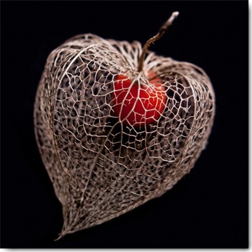 Matthias Weber, Lantern Heart I (Früchte, Physalis, Hülle,  Vergänglichkeit, Laternenfrucht, Dahinschwinden, Fotokunst, Wunschgröße, Treppenhaus, Wohnzimmer, bunt)