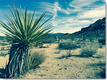 Tom Lichtenwalter, Lonesome (Landschaft,Palme, Natur,Trockenheit, Sand, Hitze, Berge, Fotografie, Wohnzimmer, Arztpraxis, Treppenhaus, Wunschgröße, bunt)