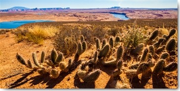Tom Lichtenwalter, Wildwest Cactus (Landschaft, Natur, Wüste, Felsen, Steine, Kaktus, Hitze, Fotografie, Wohnzimmer, Arztpraxis, Treppenhaus, Wunschgröße, bunt)