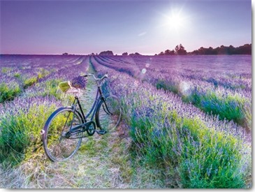 Assaf Frank, Perception I (Lavendelfeld, Landschaft, Fahrrad, Endlosigkeit, Horizont, Weite, Sonne, Wahrnehmung, Fotokunst, Wohnzimmer, Arztpraxis, Schlafzimmer, violett/bunt)