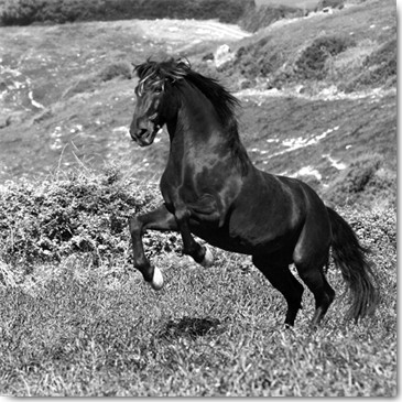 Jorge Llovet, Island Horse (Rappe, Isländer, Kraft, Energie, Freiheit, Pferde, Wohnzimmer, Jugendzimmer, Tiere, Photokunst, Fotografie, Wunschgröße, schwarz/weiß)