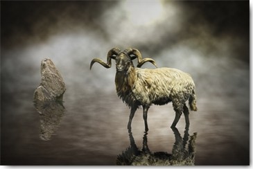 Michiel Visser, Sheep (Schaf, Schafsbock, Hörner, Skudden, Tier, Nutztier, Treppenhaus, Fotokunst, Wunschgröße, bunt)