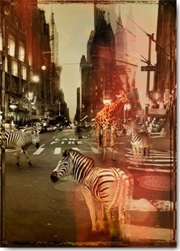 André Sanchez, Zoo City - Zebras (New York, Metropole, Stadt, Giraffen, Zebras, Zebrastreifen, Fotokunst, surreal, Wunschgröße, Wohnzimmer, Jugendzimmer, Treppenhaus, bunt)