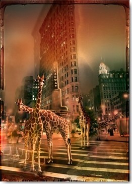 André Sanchez, Zoo City - Giraffas (Giraffen, Zebrastreifen, Flatiron Building, Fifth Avenue, Broadway, 23rd Street, New York, Metropole, Wahrzeichen, Manhattan, Fotokunst, surreal, Wunschgröße, Wohnzimmer, Jugendzimmer, Treppenhaus, bunt)