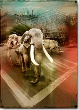 André Sanchez, Zoo City - Elephants (Elefanten, Nashörner, New York, Architektur, Fotokunst, surreal, Wunschgröße, Wohnzimmer, Jugendzimmer, Treppenhaus, bunt)