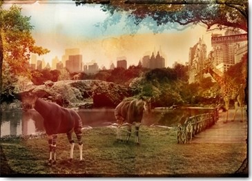 André Sanchez, Zoo City - Okapis (Okapis, Tiere, Park, Großstadt, Gebäude, Fotokunst, surreal, Wunschgröße, Wohnzimmer, Jugendzimmer, Treppenhaus, bunt)