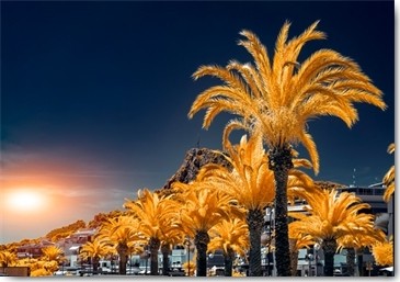 Tonee Gee, Spain (Spanien, Palmen, Palmenallee, Straße, Bäume, Sonne, Fotokunst, Wunschgröße, Wohnzimmer, bunt)