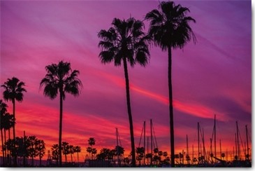 Tom Lichtenwalter, Black Palms (Hafen, Palmen, Segelboote, Silhouetten, Sonnenuntergang, Fotokunst, Wohnzimmer, Schlafzimmer, Treppenhaus, Wunschgröße, violett/bunt)