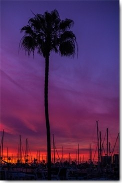 Tom Lichtenwalter, Sunset Sailing (Hafen, Palmen, Segelboote, Silhouetten, Sonnenuntergang, Fotokunst, Wohnzimmer, Schlafzimmer, Treppenhaus, Wunschgröße, violett/bunt)