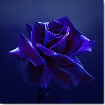 Lily Seidel, Midnight Rose (Rose, Blume, edel, Schönheit, Fotokunst, Schlafzimmer, Treppenhaus, Wohnzimmer, Wunschgröße, dunkelblau/violett)