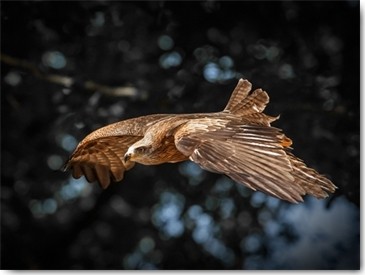 Ronin, Red Kite flies (Bussard, Greifvogel, Raubvogel, Flug, Fliegen, Tierportrait, Fotografie,  Treppenhaus, Wohnzimmer, Arztpraxis, Wunschgröße, bunt)