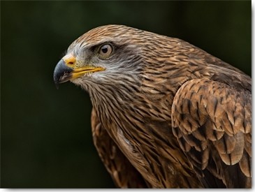 Ronin, Red Kite (Bussard, Greifvogel, Raubvogel, Flug, Fliegen, Tierportrait, Nahaufnahme, Fotografie,  Treppenhaus, Wohnzimmer, Wunschgröße, bunt)