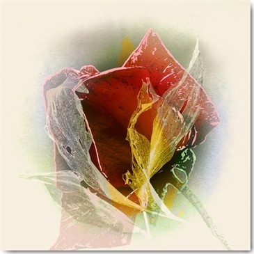 Matthias Baumann, Rose (Rose, Blüte, filigran, Nahaufnahme, Weichzeichner, Fotokunst, Treppenhaus, Wohnzimmer, Wunschgröße, bunt)