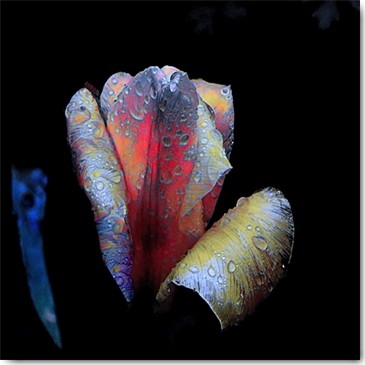 Matthias Baumann, Tulpen-Nacht (Tulpe, Tautropfen, Blume, Blüte,  Nahaufnahme, Fotokunst, Treppenhaus, Wohnzimmer, Wunschgröße, bunt)