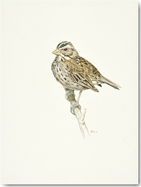 Heidi Lots, Waiting (Vogel, Ast, Warten, Ornotologie, Studie, Tier, Treppenhaus, Wohnzimmer, Wunschgröße, Malerei, bunt)