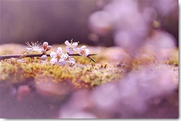 Gaelle Strohmenger, Aurore (Weinblüten, Traubenblüten, Blüten, Blütenzweig, Fotokunst, Nahaufnahme, Treppenhaus, Esszimmer, Wohnzimmer, Wunschgröße, bunt)