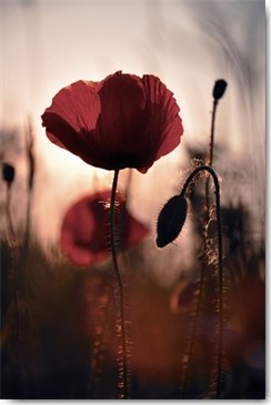 Gaelle Strohmenger, Vanité (Mohn, Klatschmohn, Blüte, Blütenblätter, Fotokunst, Nahaufnahme, Treppenhaus, Esszimmer, Wohnzimmer, Wunschgröße, bunt)