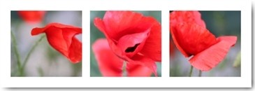 Mira, Mohn (Mohn, Klatschmohn, Blume, Blüte, Triptychon, Fotokunst, Botanik, Floral, Wunschgröße, Treppenhaus, Wohnzimmer, Esszimmer, bunt)