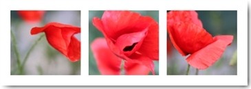 Mira, Mohn (Mohn, Klatschmohn, Blume, Blüte, Triptychon, Fotokunst, Botanik, Floral, Wunschgröße, Treppenhaus, Wohnzimmer, Esszimmer, bunt)