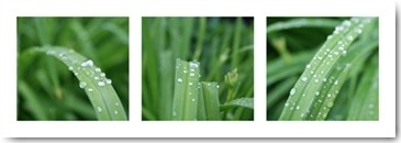 Mira, Raindrops (Gras, Gräser, Nahaufnahme, Tautropfen, Wassertropfen, Frische, Triptychon, Fotokunst, Botanik, Floral, Wunschgröße, Treppenhaus, Wohnzimmer, Esszimmer, grün)