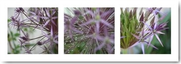 Mira, Allium I (Lauch, Gemüse, Blüte, Nahaufnahme, Triptychon, Fotokunst, Botanik, Floral, Wunschgröße, Treppenhaus, Wohnzimmer, Esszimmer, bunt)