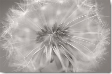 Uwe Steger, Gentle Touch II (Pusteblume, Samen, Fallschirmchen, Nahaufnahme, Fotokunst, Wohnzimmer, Schlafzimmer, Esszimmer, Treppenhaus, Wunschgröße, grau/weiß)