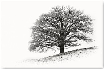 Uwe Steger, Solitär I (Baum, Äste, Schnee, Winter, Natur, Einsamkeit, Stille, Diffus, Dunst, Nebel, Fotokunst, Wohnzimmer,  Treppenhaus, Wunschgröße, schwarz/weiß)