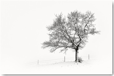 Uwe Steger, Solitär III (Baum, Äste, Schnee, Winter, Natur, Einsamkeit, Stille, Diffus, Dunst, Nebel, Fotokunst, Wohnzimmer,  Treppenhaus, Wunschgröße, schwarz/weiß)