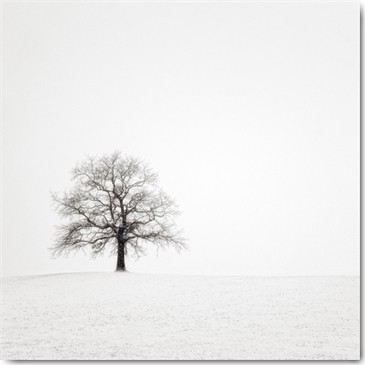 Uwe Steger, Wintersturm II (Baum, Äste, Schnee, Winter, Natur, Einsamkeit, Stille, Diffus, Dunst, Nebel, Fotokunst, Wohnzimmer,  Treppenhaus, Wunschgröße, schwarz/weiß)