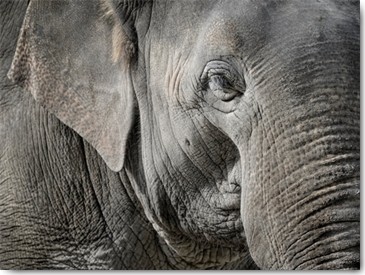Uwe Steger, Master Front (Elefant, Tierportrait, Großwild, Elefantenhaut, Nahaufnahme Fotokunst, Wohnzimmer,  Treppenhaus, Wunschgröße, bunt)