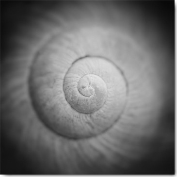 Uwe Steger, Mystic (Schneckenhaus, Spirale, mystisch, Nahaufnahme, Fotokunst, Wohnzimmer, Treppenhaus, Badetimmer, Wunschgröße, sepia)