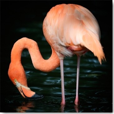 Uwe Steger, Flamingo (Flamongo, rosa Flamingo, Watvogel, Wasser, Fotokunst, Wohnzimmer,  Treppenhaus, Arztpraxis, Wunschgröße, bunt)