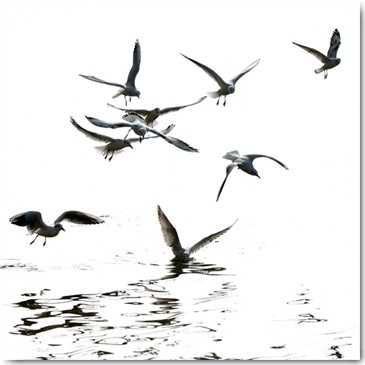 Uwe Steger, Black & White (Möwen, Flug, Fliegen,  Wasservögel, Meeresbrise,  diffus, Fotokunst, Wohnzimmer,  Treppenhaus, Badzimmer,  Wunschgröße, schwarz/weiß)